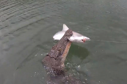 Четырехметровый крокодил целиком проглотил тупорылую акулу