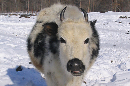 У якутских коров найден позволяющий выживать в морозы ген