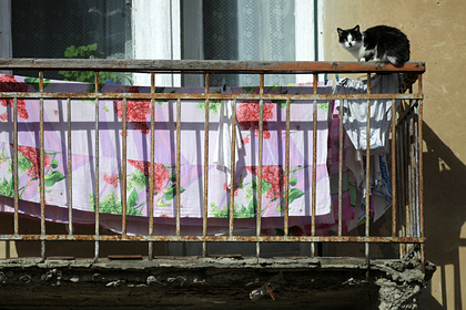 Москвича отправили в колонию за выброшенных с балкона кошек
