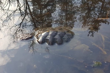 Массовая гибель черепах произошла в озере воронежского заповедника