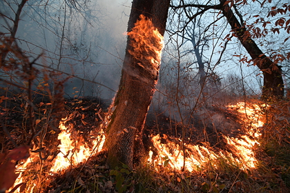 Перечислены российские регионы с высоким риском природных пожаров