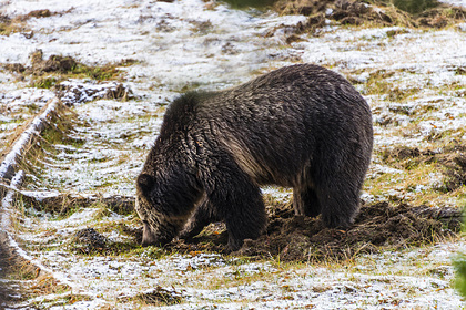 Пожилой медведь гризли покалечил туриста