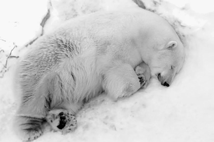 Белый медведь Умка из Екатеринбурга погиб по вине посетителей зоопарка