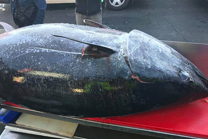 Рыбаки поймали 271-килограммового тунца в четыре раза крупнее среднего