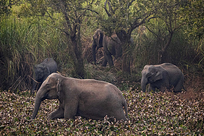 Разъяренные слоны растоптали четырех человек за один день