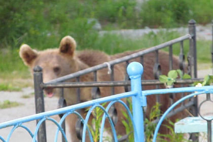Медведь разорил российское кладбище, разрыл могилу и повредил гроб