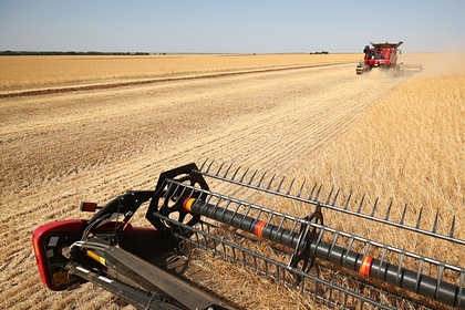 США снизили прогноз сбора пшеницы в России