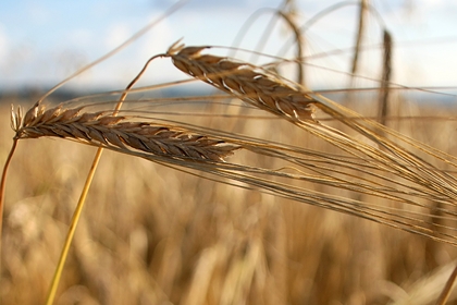 Украина собрала рекордный урожай зерна за всю историю