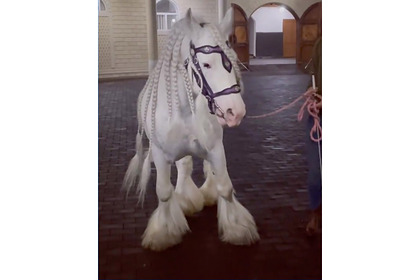 Элитная конюшня Кадырова пополнилась одним из самых титулованных жеребцов