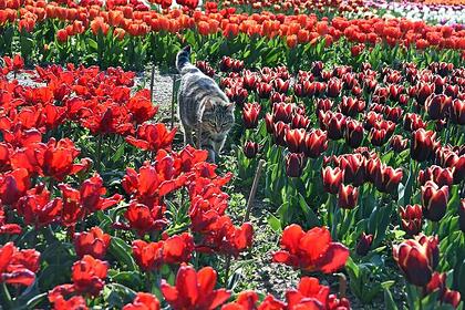 В Российском городе посадили 80 тысяч тюльпанов