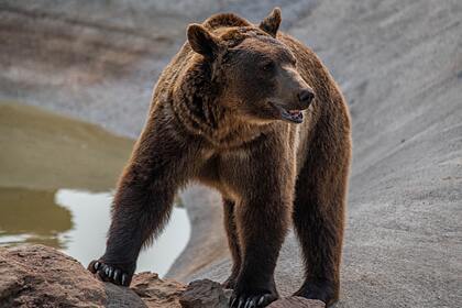 В российском цирке медведь напал на беременную дрессировщицу