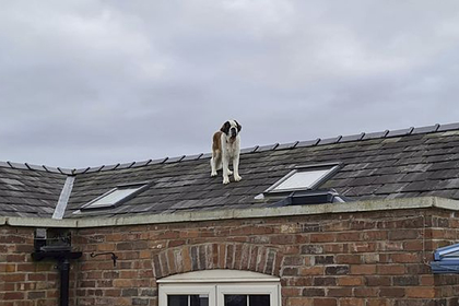 Хозяин обнаружил пропавшего 60-килограммового пса гордо стоящим на крыше дома