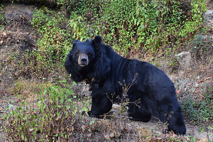 Медведь растерзал юношу на чайной плантации и был убит разъяренной толпой