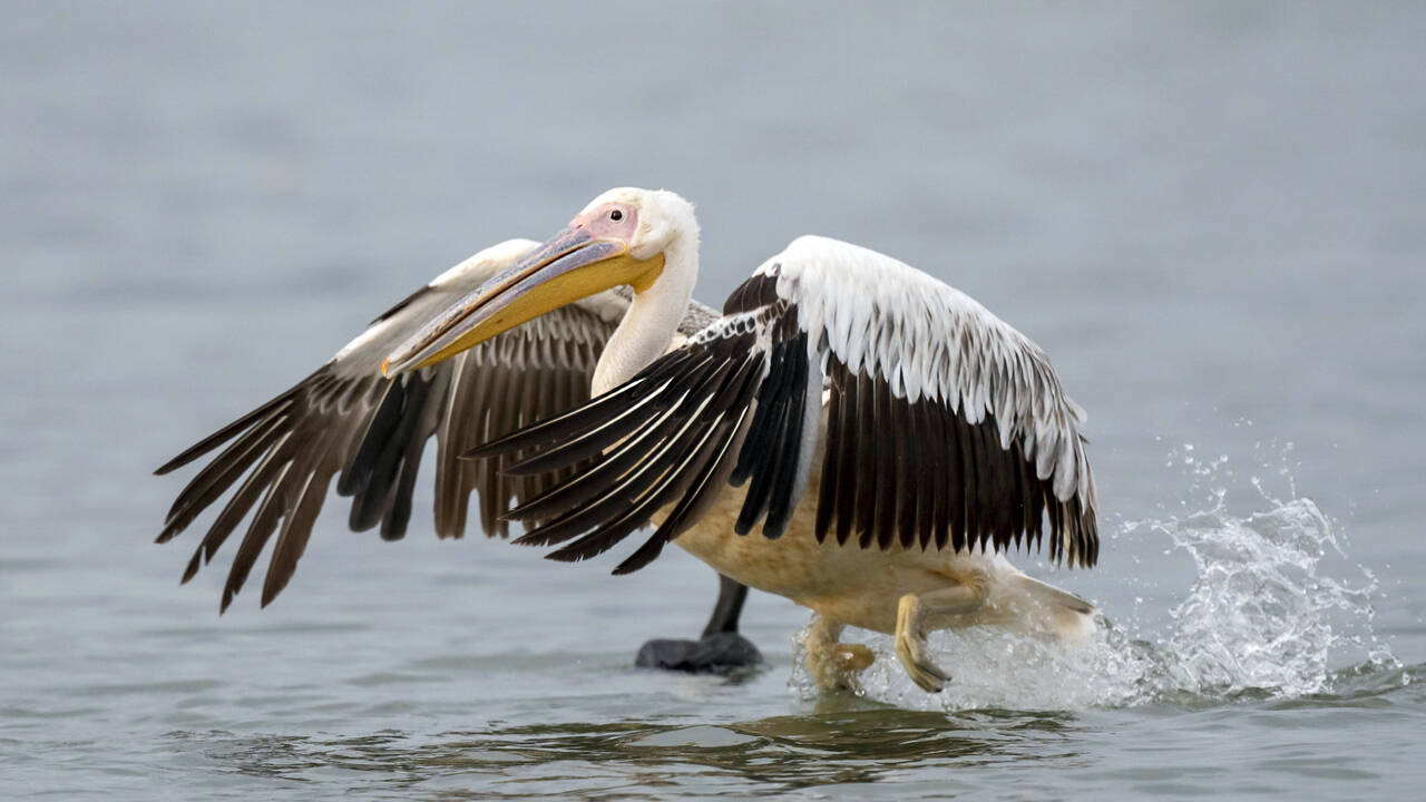 Жадный пеликан поймал слишком большого карася и подавился