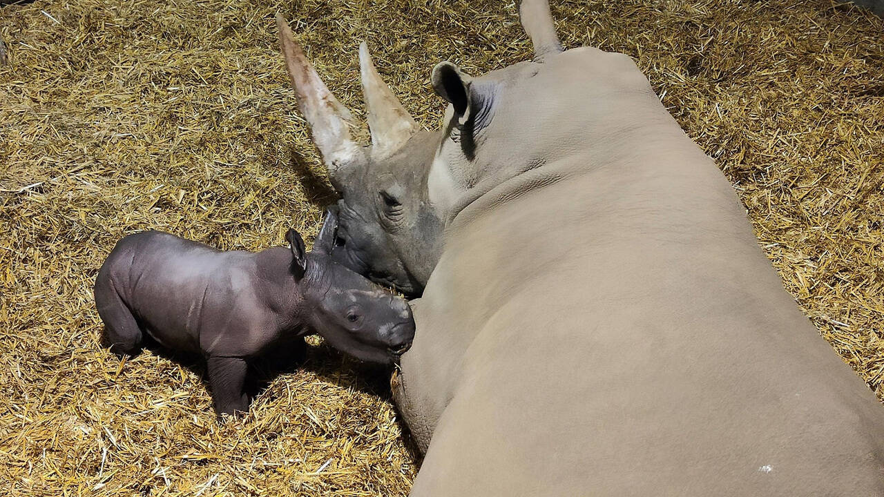 Редчайший вымирающий белый носорог родился в зоопарке