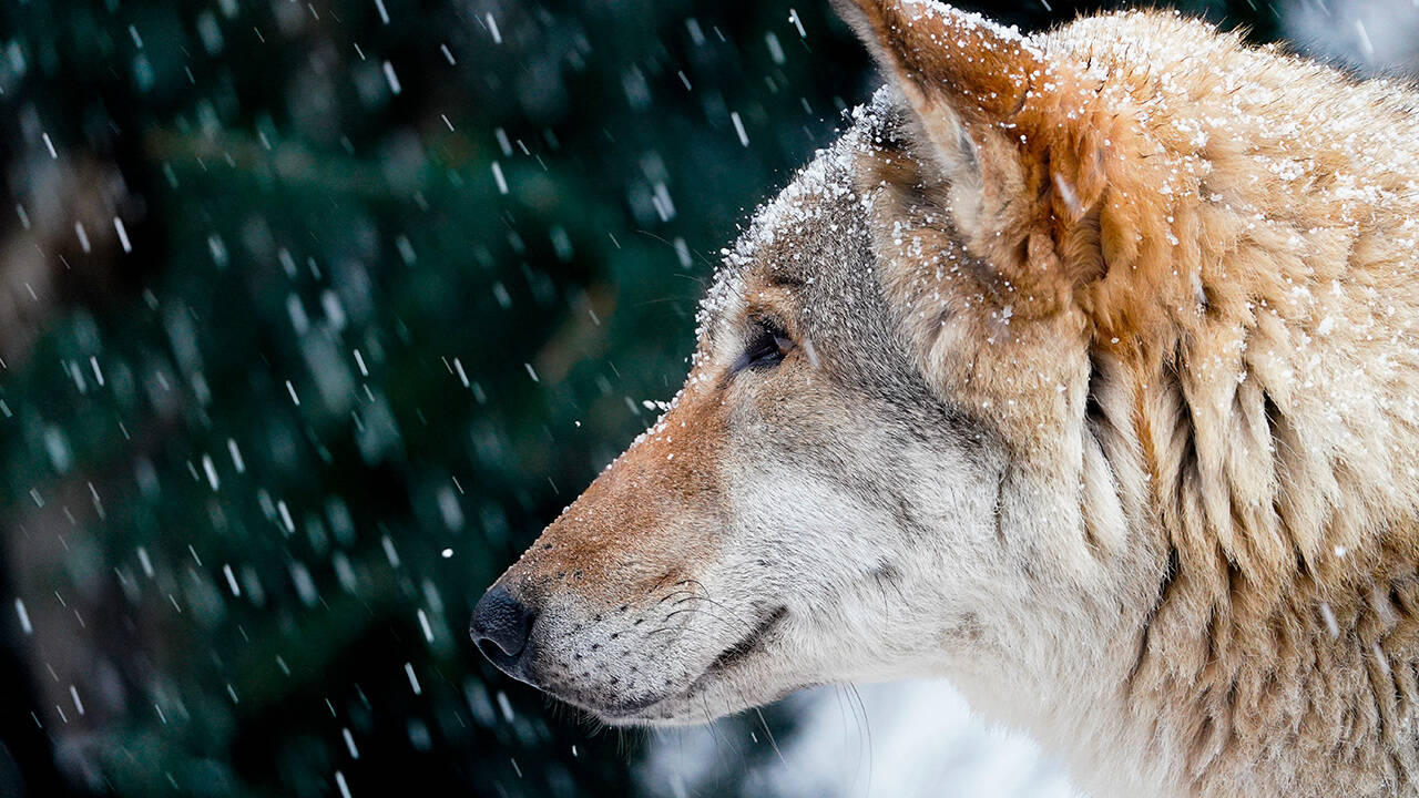 В российском регионе оголодавшие волки вышли к людям