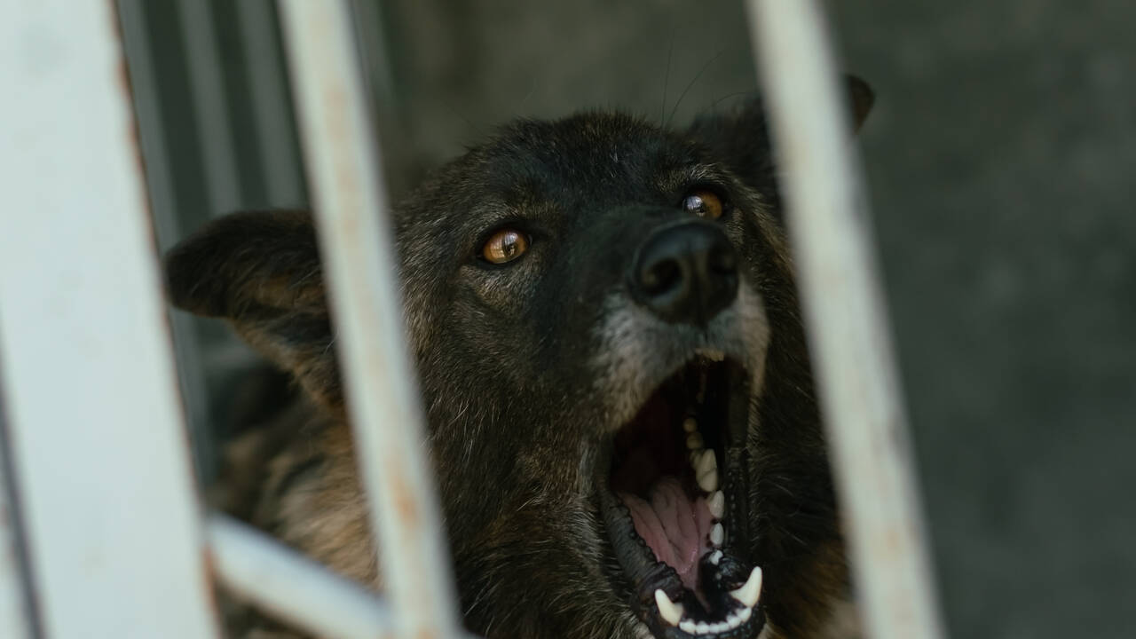 Россияне массово жаловались властям на собак перед гибелью семилетней девочки