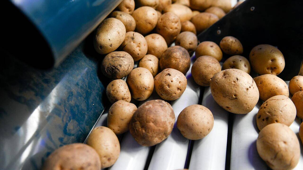 В Россию разрешили ввозить бангладешский картофель и боснийские груши
