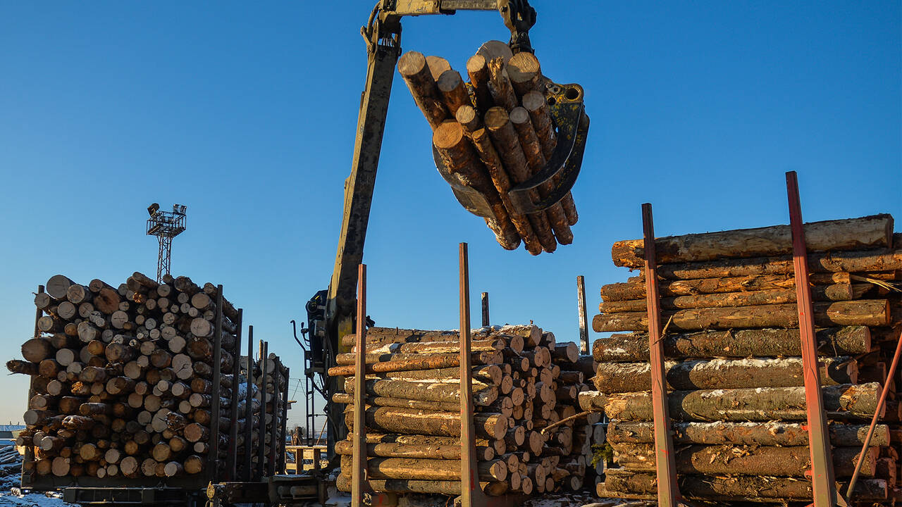 В России предложили запретить экспорт древесины