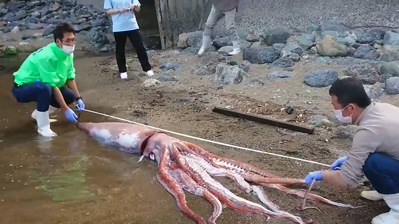 Video calamar gigante cazando