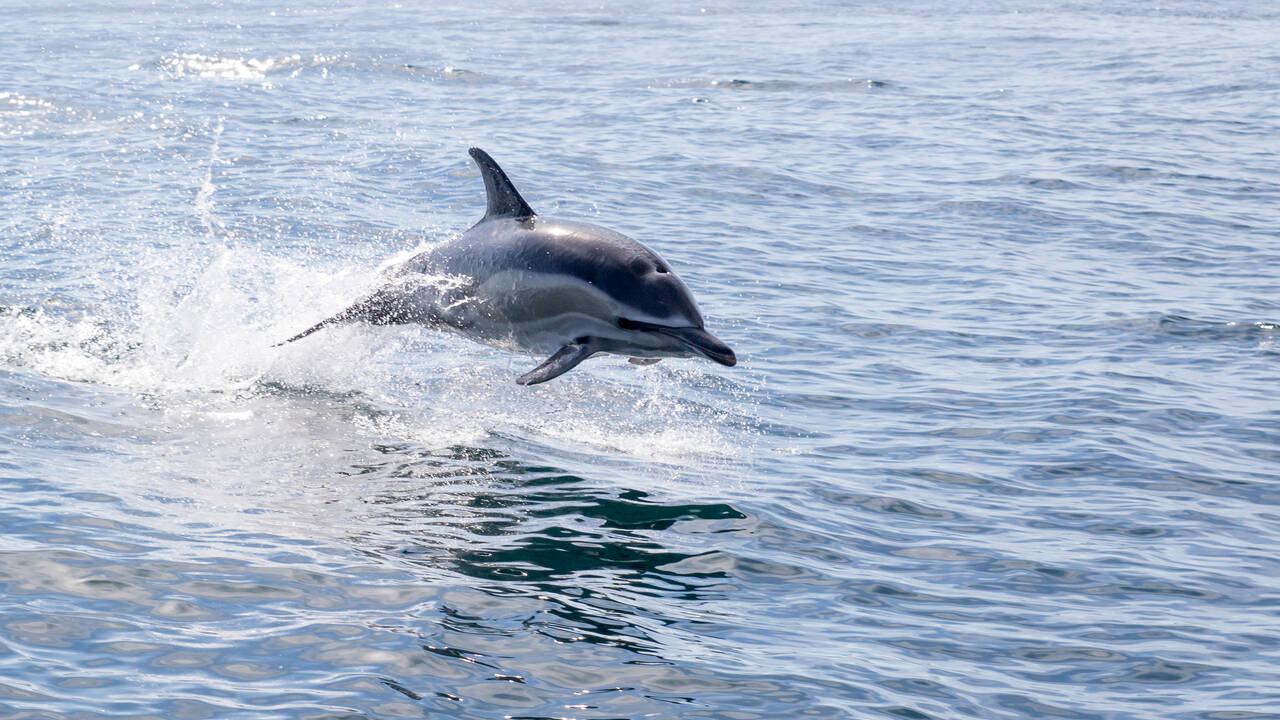 В США заявили об использовании Россией дельфинов для защиты Севастополя