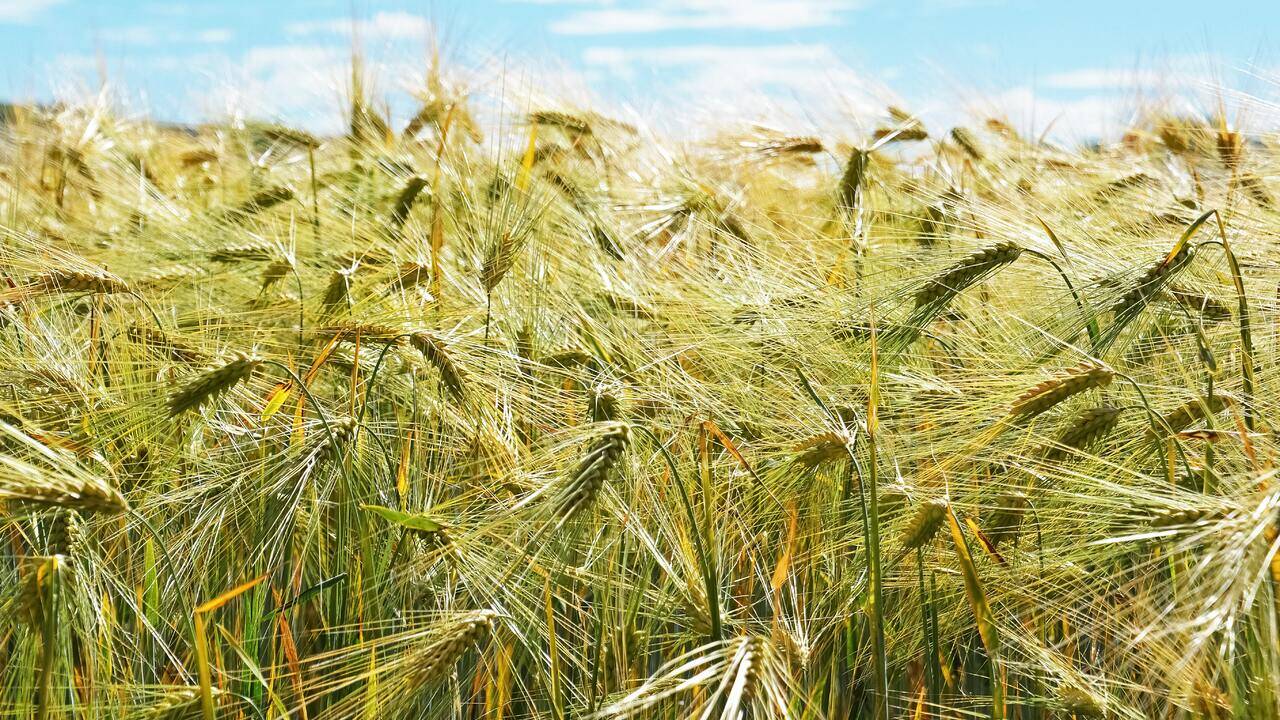 Африканская страна заявила о проблемах с закупкой зерна у России