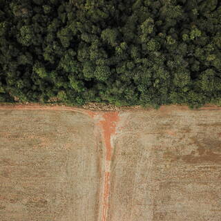 В лесах Амазонии вырубили рекордное количество деревьев