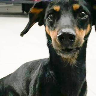 Фото: страница «Толстые собаки и цитаты о любви» во «Ветеринарная клиника Клевер»