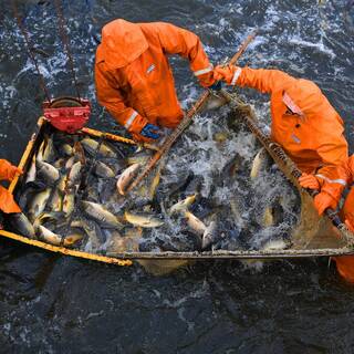 В России призвали перейти к потреблению рыбы по советскому типу