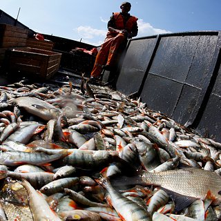 Российские рыболовы смирились с отсутствием отечественных судов