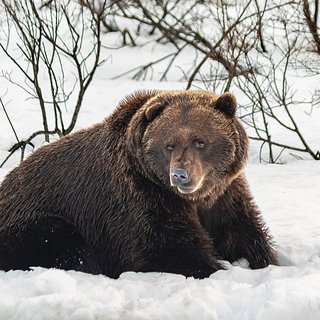 В российском городе медведь напал на лыжника