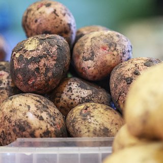 У российских производителей картофеля возникли проблемы