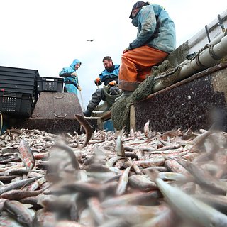 Россия после закрытия рынков Европы и США решила продавать рыбу в Африку