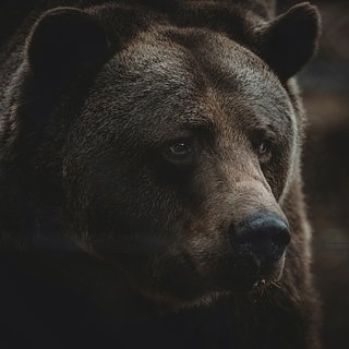 В российском городе медведь загрыз девушку