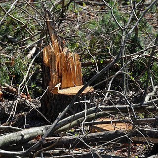 В российском городе уничтожили высаженные бывшим президентом Франции деревья