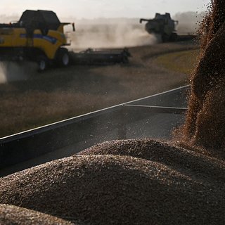 Египет решил закупить французскую пшеницу вместо российской