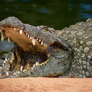 Крокодил утащил под воду мывшую ноги девушку