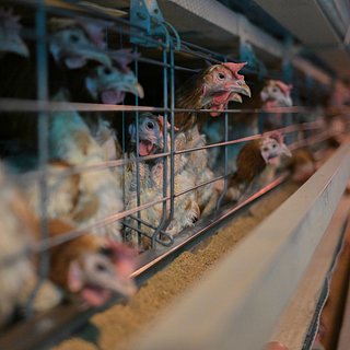 В России начало дешеветь мясо курицы