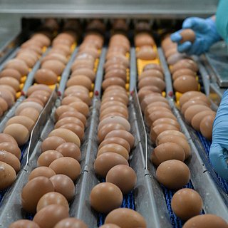 Российские производители курятины и яиц рассказали о проблемах с деньгами