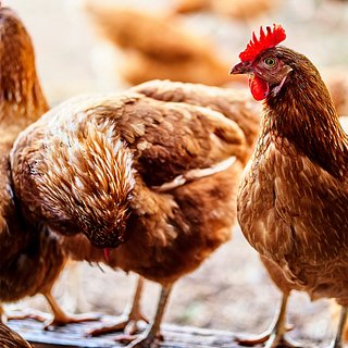 Российские власти одобрили увеличение закупок курятины за рубежом