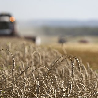 В России задумались о запрете на экспорт зерновых