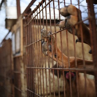 Растящие собак на убой фермеры выступили против запрета собачьего мяса