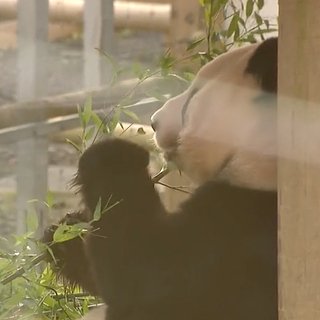 Панды из Великобритании вернутся в Китай вслед за пандами из Вашингтона