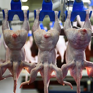 В России задумались об увеличении завоза курятины из-за рубежа