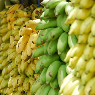 Возможность выращивать бананы в России оценили