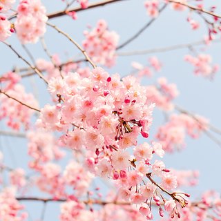 В российском регионе пройдет фестиваль цветения сакуры