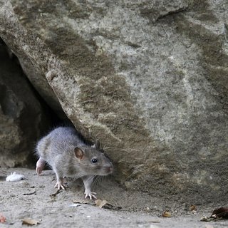 В Нью-Йорке захотели разобраться с крысами
