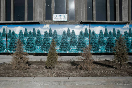 В Ташкенте занялись покраской елок