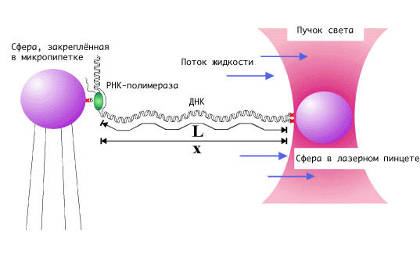 Метод оптической ловушки в опыте с ДНК
