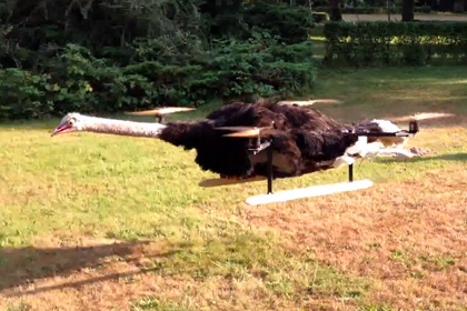Голландец разработал летающего страуса 